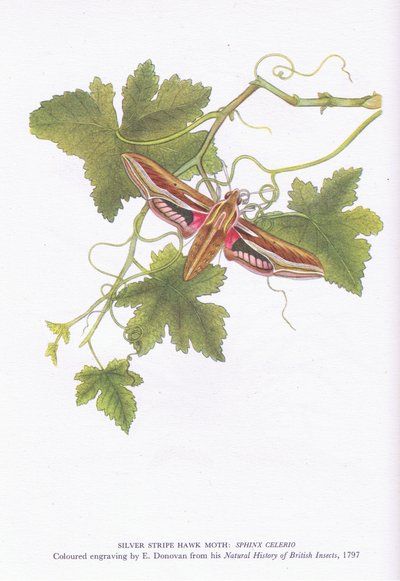 Zilverstreep Valkmot, Shinx Celerio, Natuur in Groot-Brittannië uitgegeven door Collins, 1946 door Edward Donovan