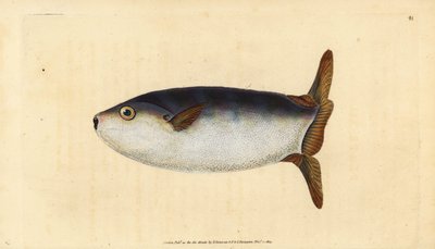 Slanke zonnevis, Ranzania laevis (Afgeknotte zonnevis, Tetrodon truncatus). Handgekleurde kopergravure getekend en gegraveerd door Edward Donovan uit zijn Natural History of British Fishes, Donovan en F.C. en J. Rivington, Londen door Edward Donovan