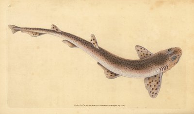 Kleine gevlekte kathaai, Scyliorhinus canicula (Kleine gevlekte haai, Squalus catulus). Handgekleurde koperplaat getekend en gegraveerd door Edward Donovan uit zijn Natural History of British Fishes, Donovan en F.C. en J. Rivington, Londen door Edward Donovan