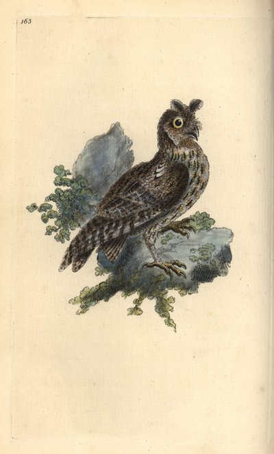 Kleine getekende of Siberische ooruil, Strix pulchella. (Dwergooruil, Otus scops?) Handgekleurde koperplaat getekend en gegraveerd door Edward Donovan uit zijn eigen Natural History of British Birds, Londen door Edward Donovan