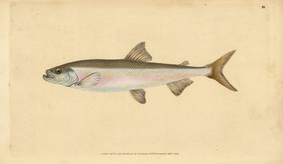 Spiering, Osmerus eperlanus (Salmo eperlanus). Handgekleurde kopergravure getekend en gegraveerd door Edward Donovan uit zijn Natural History of British Fishes, Donovan en F.C. en J. Rivington, Londen door Edward Donovan