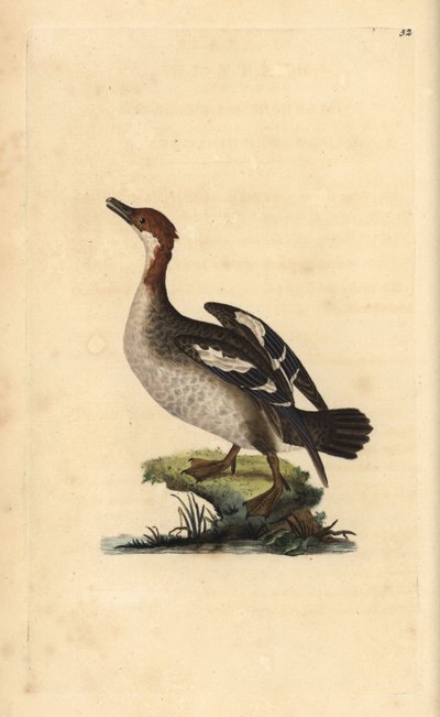 Nonnetje, Mergellus albellus, vrouwtje. Handgekleurde koperplaat getekend en gegraveerd door Edward Donovan uit zijn 
