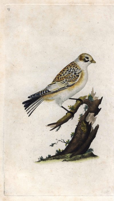 Sneeuwgors. Plectrophenax nivalis (Emberiza nivalis). Kopergravure door Edward Donovan (1768-1837), gepubliceerd in Histoire naturelle des oiseaux britanniques, Londen door Edward Donovan