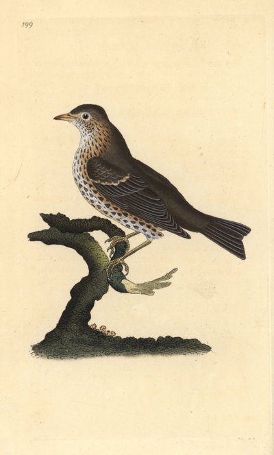 Zanglijster, Turdus philomelos. Handgekleurde kopergravure getekend en gegraveerd door Edward Donovan uit zijn Natural History of British Birds, Londen door Edward Donovan