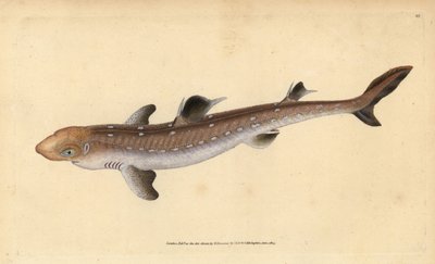 Doornhaai, Squalus acanthias door Edward Donovan