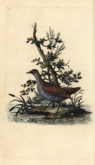 Porseleinhoen, Porzana porzana. Handgekleurde kopergravure uit 