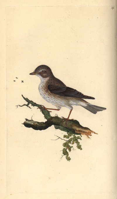 Grauwe vliegenvanger, Muscicapa striata door Edward Donovan