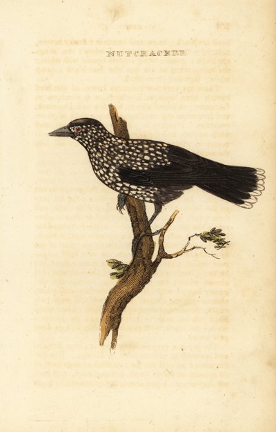 Notenkraker, Nucifraga caryocatactes door Edward Donovan