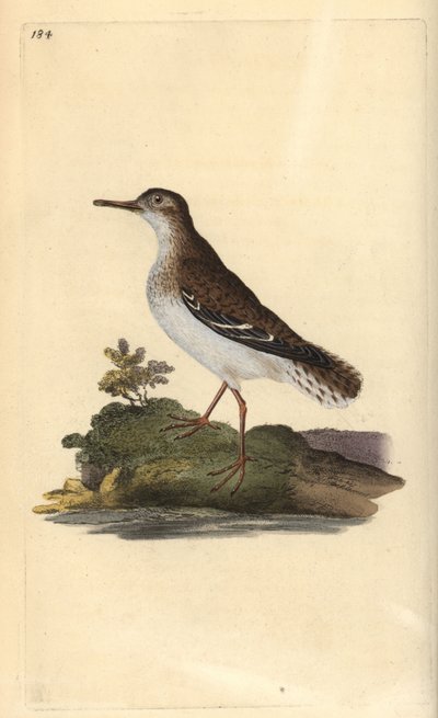 Amerikaanse oeverloper, Actitis macularia. Handgekleurde koperplaat getekend en gegraveerd door Edward Donovan uit zijn eigen 