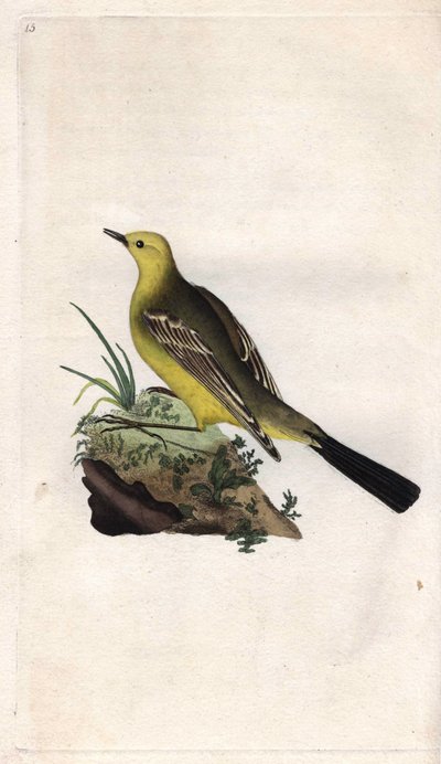 Gele kwikstaart. Motacilla flava. Kopergravure door Edward Donovan (1768-1837), gepubliceerd in Histoire naturelle des oiseaux britanniques, Londen door Edward Donovan