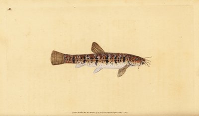 Steenslijmvis, Barbatula barbatula. Handgekleurde kopergravure getekend en gegraveerd door Edward Donovan uit zijn Natural History of British Fishes, Donovan en F.C. en J. Rivington, Londen door Edward Donovan