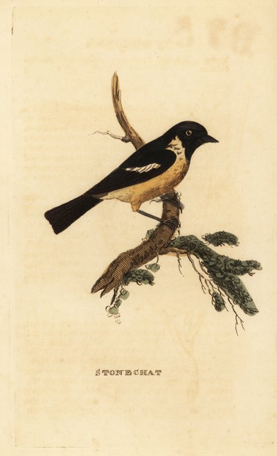 Roodborsttapuit, Saxicola rubicola door Edward Donovan