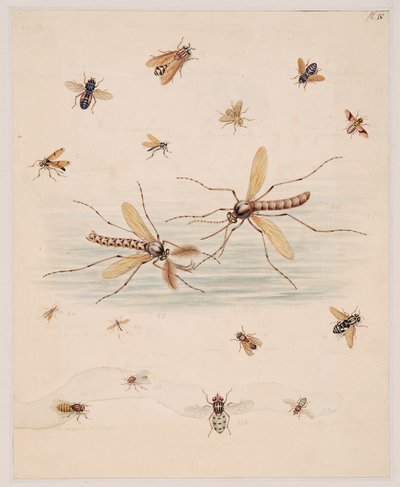 Studies van ongewervelde dieren, Deel II door Edward Donovan