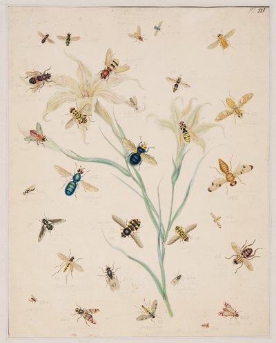Studies van ongewervelde dieren, Deel II door Edward Donovan