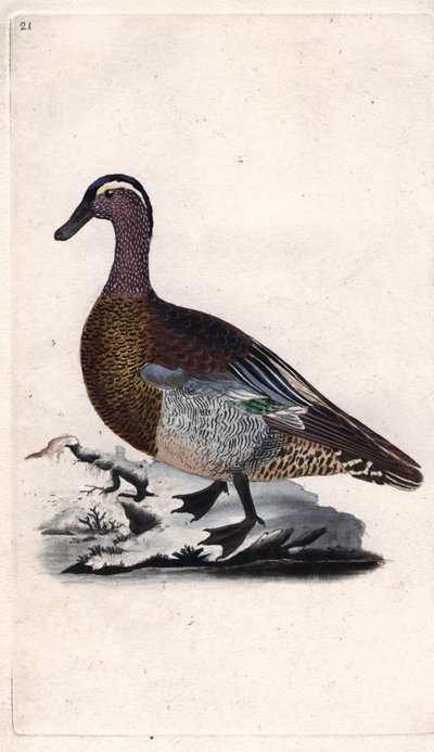 Zomertaling. Anas querquedula. Kopergravure door Edward Donovan (1768-1837), gepubliceerd in Histoire naturelle des oiseaux britanniques, Londen door Edward Donovan