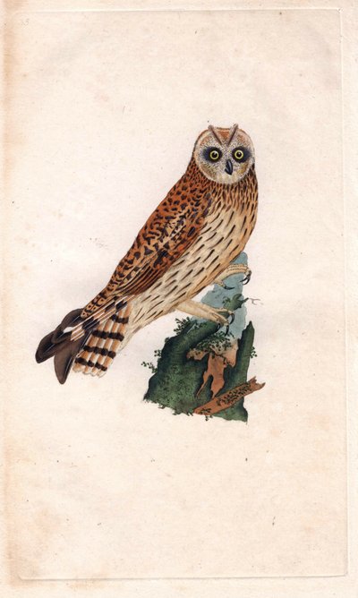 Velduil. Asio flammeus (Strix brachyotos, Strix brachyotis) door Edward Donovan