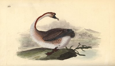 Zwaangans, Anser cygnoides, kwetsbaar door Edward Donovan