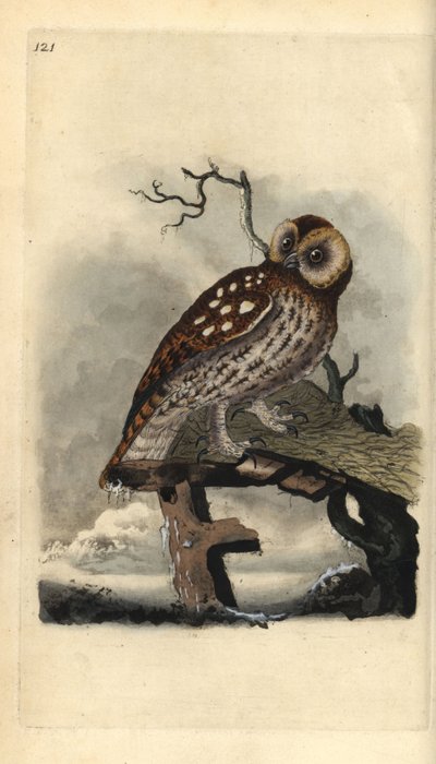 Bosuil, Strix aluco. Handgekleurde kopergravure getekend en gegraveerd door Edward Donovan uit zijn Natural History of British Birds, Londen door Edward Donovan