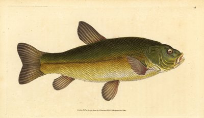 Zeelt, Tinca tinca. Handgekleurde kopergravure getekend en gegraveerd door Edward Donovan uit zijn Natural History of British Fishes, Donovan en F.C. en J. Rivington, Londen door Edward Donovan