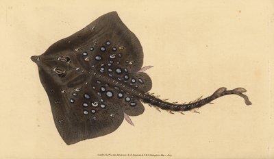 Stekelrog, Raja clavata. Bijna bedreigd. Handgekleurde kopergravure getekend en gegraveerd door Edward Donovan uit zijn Natural History of British Fishes, Donovan en F.C. en J. Rivington, Londen door Edward Donovan