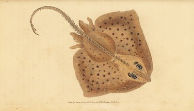 Doornrog, Raja clavata. Bijna bedreigd. Ruige rog, Raja rubus. Handgekleurde koperplaat getekend en gegraveerd door Edward Donovan uit zijn Natural History of British Fishes, Donovan en F.C. en J. Rivington, Londen door Edward Donovan