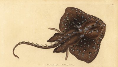 Doornige rog, Amblyraja radiata (Sterrog, Raja radiata). Kwetsbaar. Handgekleurde koperplaat getekend en gegraveerd door Edward Donovan uit zijn Natural History of British Fishes, Donovan en F.C. en J. Rivington, Londen door Edward Donovan