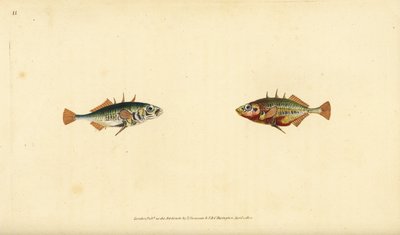Driedoornige stekelbaars, Gasterosteus aculeatus. Handgekleurde kopergravure getekend en gegraveerd door Edward Donovan uit zijn Natural History of British Fishes, Donovan en F.C. en J. Rivington, Londen door Edward Donovan