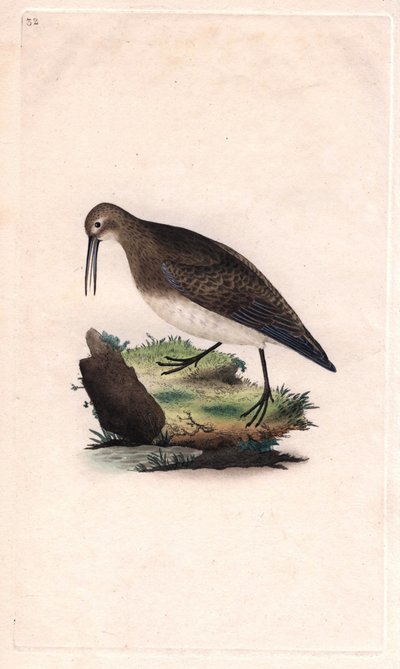 Kleine strandloper, Calidris minutilla door Edward Donovan