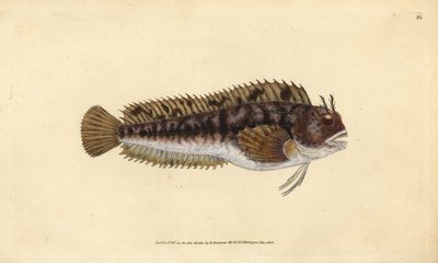 Tompot-snotolf, Parablennius gattorugine. Handgekleurde kopergravure getekend en gegraveerd door Edward Donovan uit zijn Natural History of British Fishes, Donovan en F.C. en J. Rivington, Londen door Edward Donovan