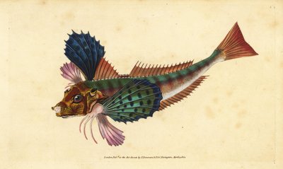 Knorhaan, Chelidonichthys lucerna. Handgekleurde kopergravure getekend en gegraveerd door Edward Donovan uit zijn Natural History of British Fishes, Donovan en F.C. en J. Rivington, Londen door Edward Donovan