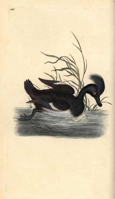 Kuifeend, Aythya fuligula door Edward Donovan