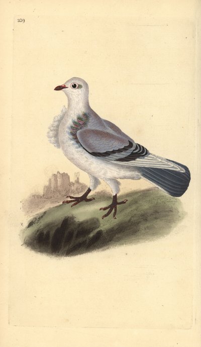 Turbitduif, Columba livia domestica var. turbita door Edward Donovan