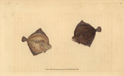 Tarbot, Scophthalmus maximus (Cyclops bot, Pleuronectes cyclops). Handgekleurde koperplaat getekend en gegraveerd door Edward Donovan uit zijn Natural History of British Fishes, Donovan en F.C. en J. Rivington, Londen door Edward Donovan