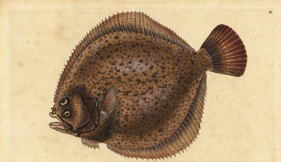 Tarbot, Scophthalmus maximus (Pleuronectes maximus). Handgekleurde koperplaat getekend en gegraveerd door Edward Donovan uit zijn Natural History of British Fishes, Donovan en F.C. en J. Rivington, Londen door Edward Donovan