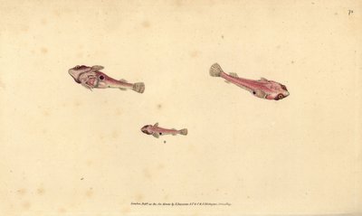 Tweekleppige zuignap, Diplecogaster bimaculata bimaculata door Edward Donovan