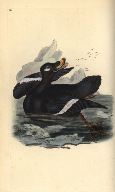 Zwarte zee-eend, Melanitta fusca. Handgekleurde kopergravure getekend en gegraveerd door Edward Donovan uit zijn eigen 