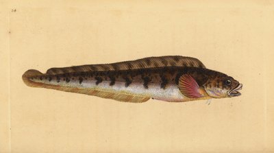 Levendbarende puitaal, Zoarces viviparus door Edward Donovan
