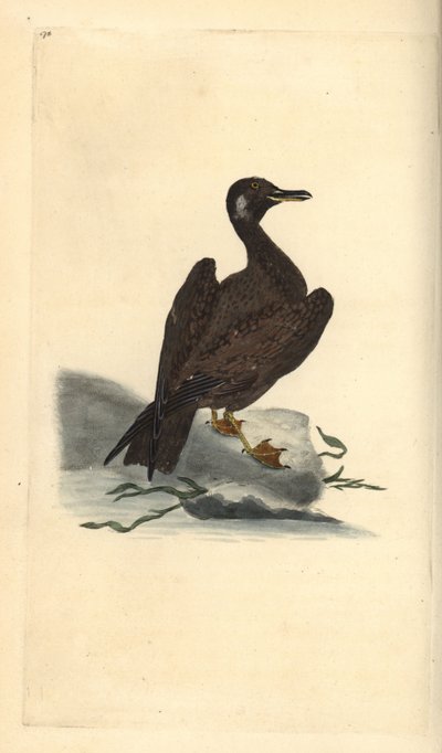 Jonge grote mantelmeeuw, Larus marinus. Handgekleurde kopergravure getekend en gegraveerd door Edward Donovan uit zijn Natural History of British Birds, Londen door Edward Donovan
