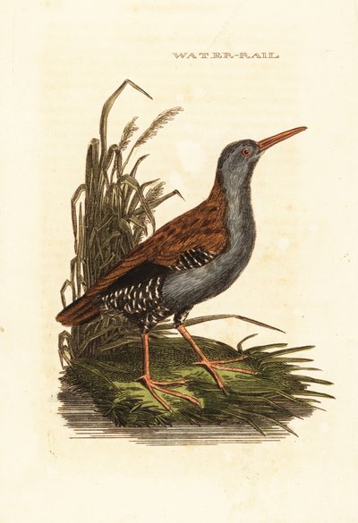 Waterral, Rallus aquaticus door Edward Donovan