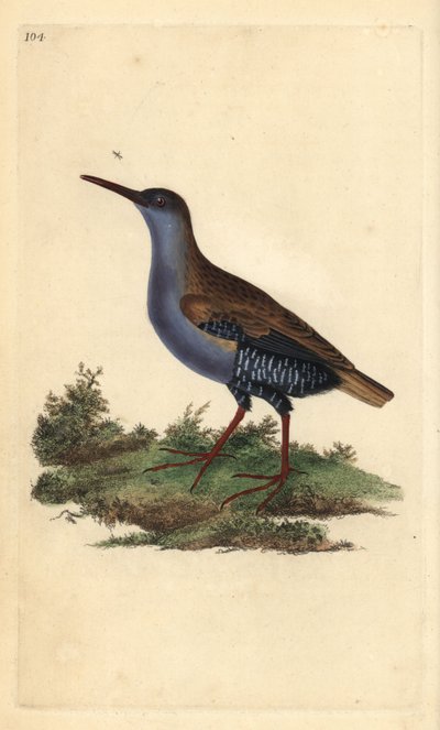 Waterral, Rallus aquaticus. Handgekleurde koperplaat getekend en gegraveerd door Edward Donovan uit zijn Natural History of British Birds, Londen door Edward Donovan