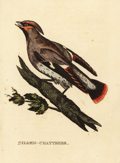 Pestvogel, Bombycilla garrulus door Edward Donovan