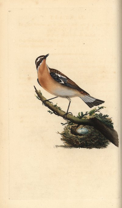 Paapje, Saxicola rubetra. Handgekleurde koperplaat getekend en gegraveerd door Edward Donovan uit zijn eigen Natural History of British Birds, Londen door Edward Donovan