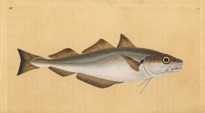 Wijting, Merlangius merlangus (Gadus merlangus). Handgekleurde koperplaat getekend en gegraveerd door Edward Donovan uit zijn Natural History of British Fishes, Donovan en F.C. en J. Rivington, Londen door Edward Donovan