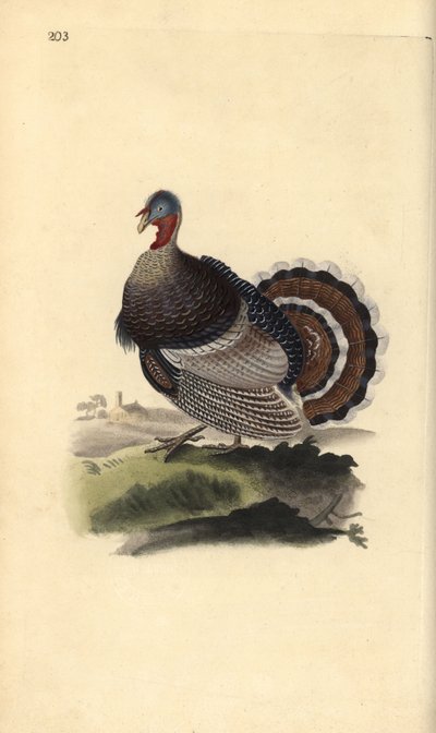 Wilde kalkoen, Meleagris gallopavo. Handgekleurde koperplaat getekend en gegraveerd door Edward Donovan uit zijn eigen Natural History of British Birds, Londen door Edward Donovan