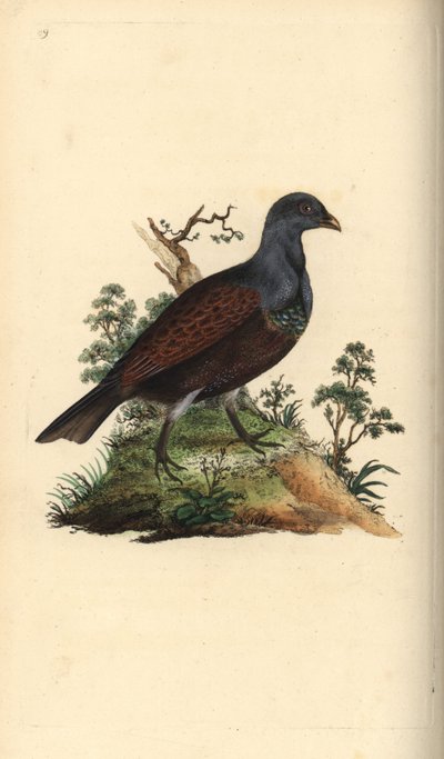 Auerhoen, Tetrao urogallus. Handgekleurde koperplaat getekend en gegraveerd door Edward Donovan uit zijn eigen Natural History of British Birds, Londen door Edward Donovan