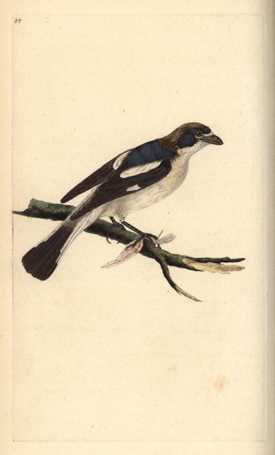 Roodkopklauwier, Lanius senator. Handgekleurde koperplaat getekend en gegraveerd door Edward Donovan uit zijn eigen Natural History of British Birds, Londen door Edward Donovan