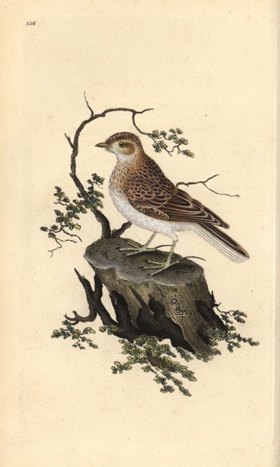 Boomleeuwerik, Lullula arborea. Handgekleurde koperplaat getekend en gegraveerd door Edward Donovan uit zijn eigen Natural History of British Birds, Londen door Edward Donovan