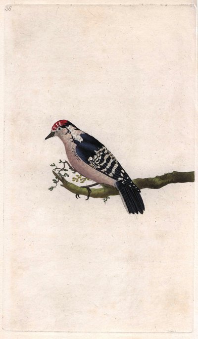 Specht, Dendrocopos minor door Edward Donovan