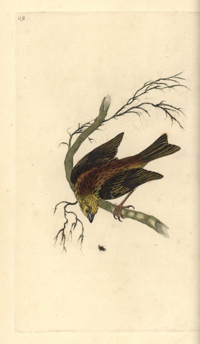 Geelgors, Emberiza citrinella door Edward Donovan