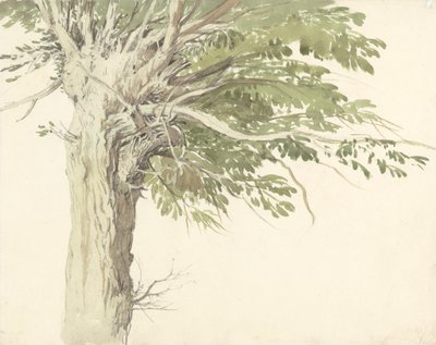 Studie van een geknotte boom - een wilg door Edward Duncan
